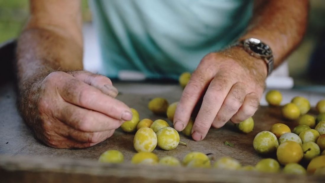 Agence de production vidéo en agriculture Lyon: Sicoly, le respect du fruit