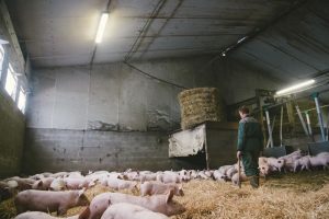 Paillage des cochons - photographes agricoles ©Studio des 2 Prairies