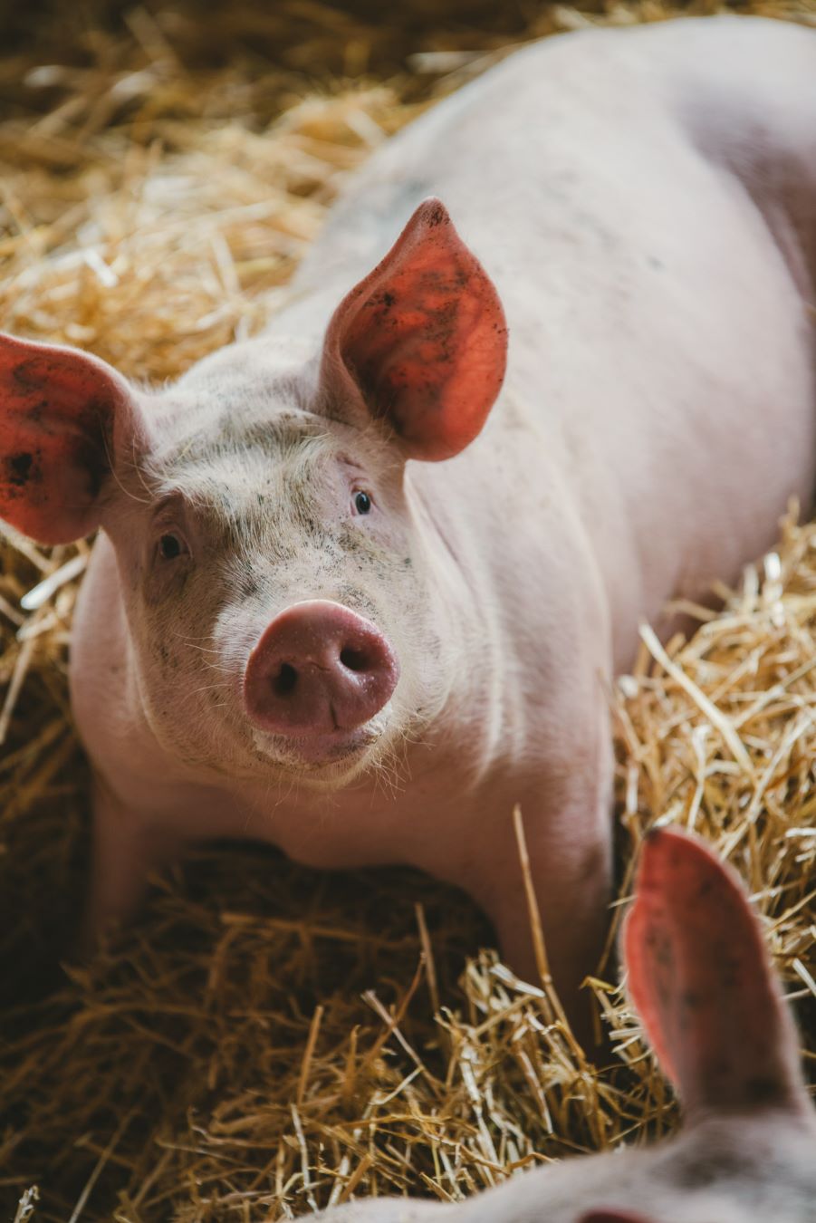Reportage photo en élevage de porcs sur paille ©Studio des 2 Prairies
