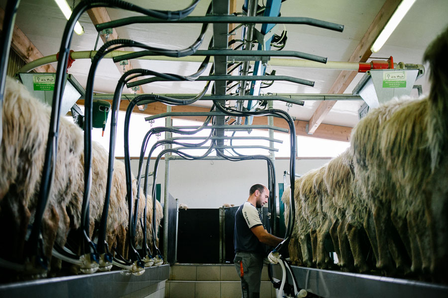 Traite des Brebis laitières dans le Pays Basque - par le Studio des 2 Prairies -