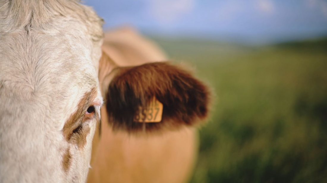 Portrait vidéo agriculture d'un éleveur de vaches simmental, pierre Salelles ©Studio des 2 Prairies