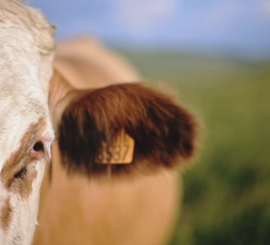 Portrait vidéo agriculture d'un éleveur de vaches simmental, pierre Salelles ©Studio des 2 Prairies
