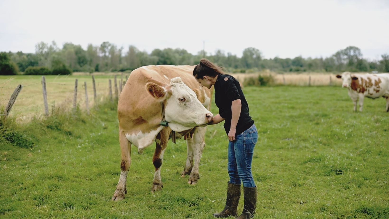 Portrait vidéo d'éleveurs de vaches Simmental / Claire Daniel ©Studio des 2 Prairies