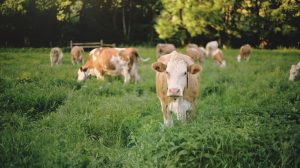 Réalisation vidéo, portrait de l'agriculteur géraud valadier/Simmental ©Studio des 2 Prairies