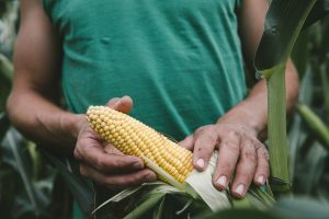 Photographe agriculture grandes cultures - Studio des 2 Prairies