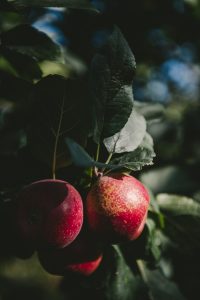 Photographe agriculture fruits Rhone Alpes Savoie udio des 2 Prairies