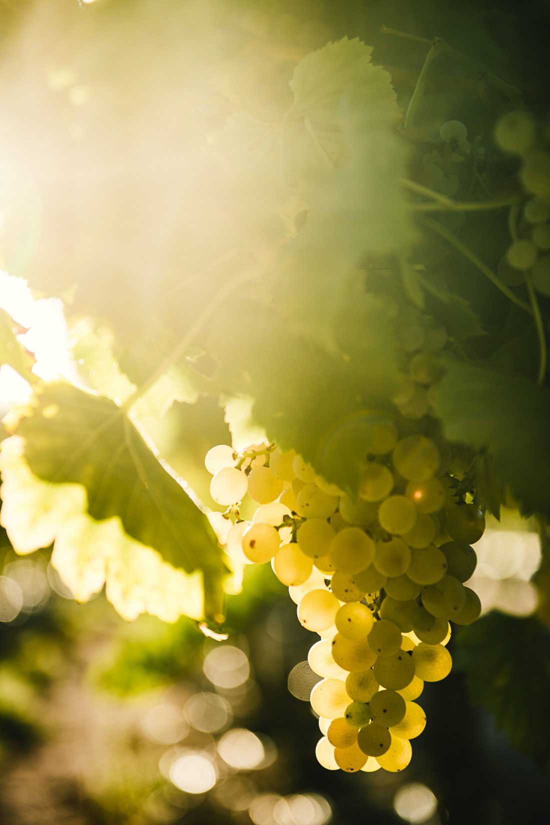 Reportage photo viticulture Aquitaine - Studio des 2 Prairies