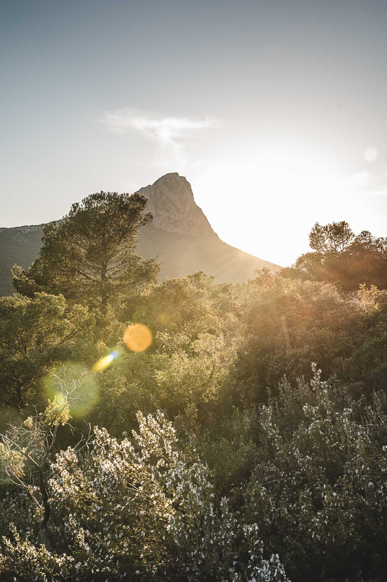 Photographe viticulture à Montpellier, vignes et paysage du Pic Saint Loup au Domaine de l'Hortus ©Studio des 2 Prairies