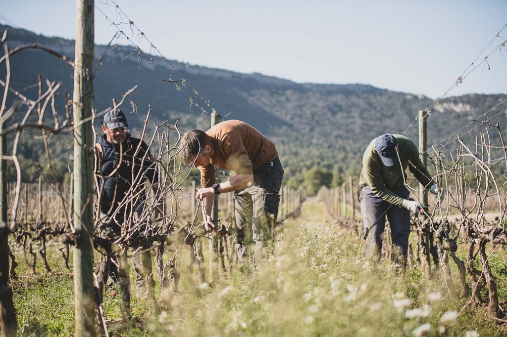 Photographe viticulture à Montpellier, les vignes du Domaine de l'Hortus ©Studio des 2 Prairies