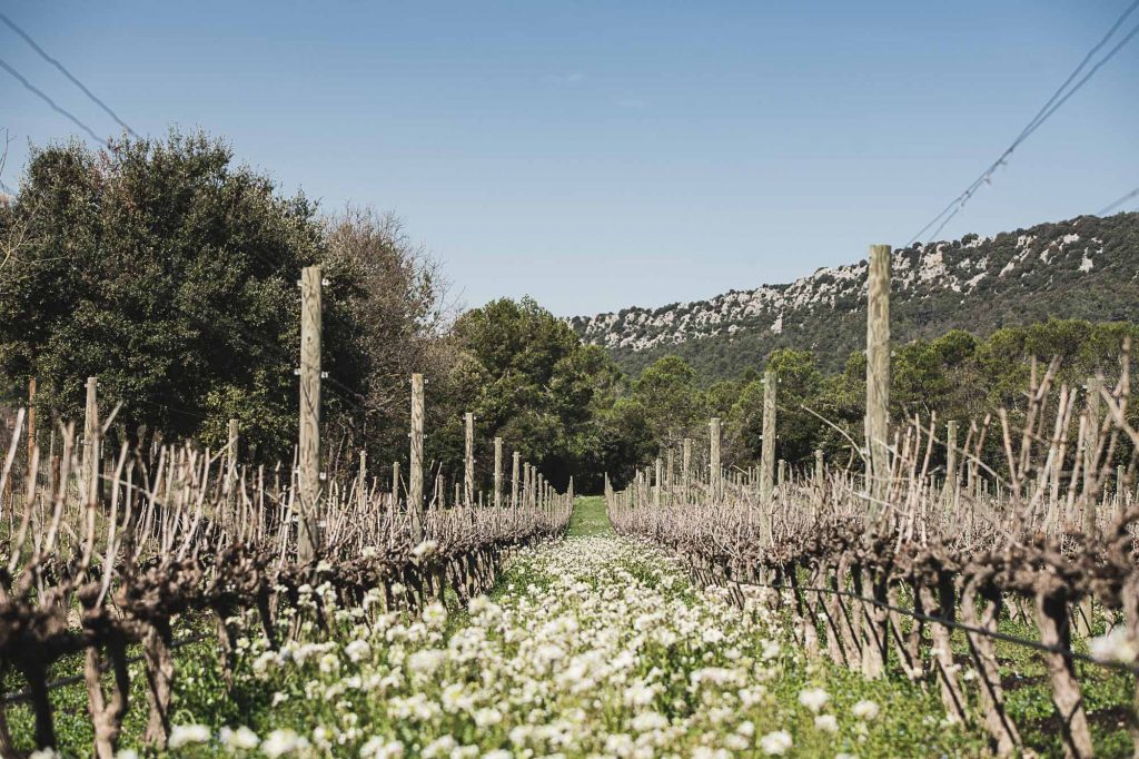 Photographe viticulture à Montpellier, la taille des vignes au Domaine de l'Hortus ©Studio des 2 Prairies