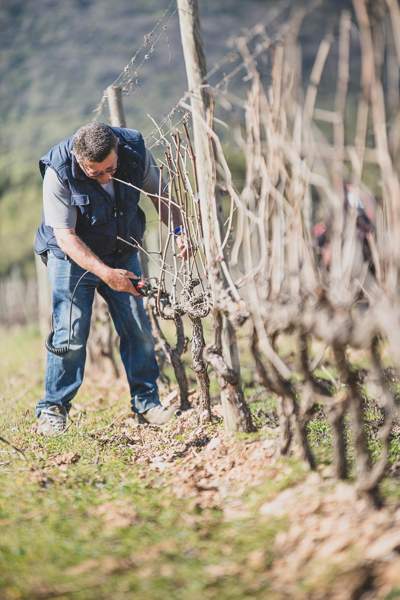 Photographe viticulture à Montpellier, la taille des vignes au Domaine de l'Hortus ©Studio des 2 Prairies