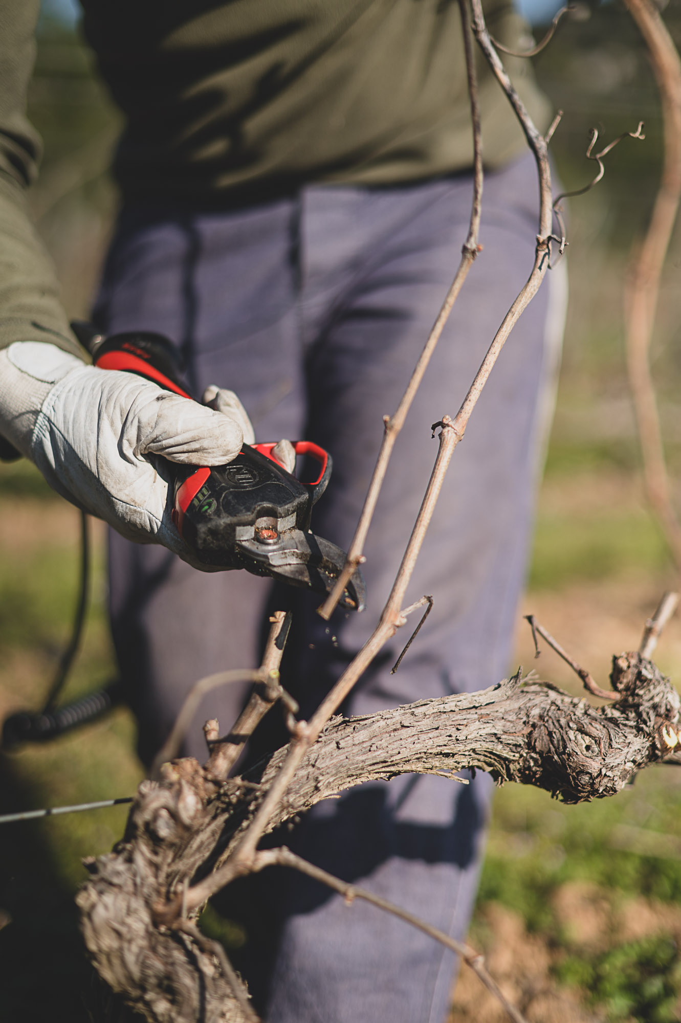 Photographe viticulture à Montpellier, la taille des vignes au Domaine de l'Hortus ©Studio des 2 Prairies