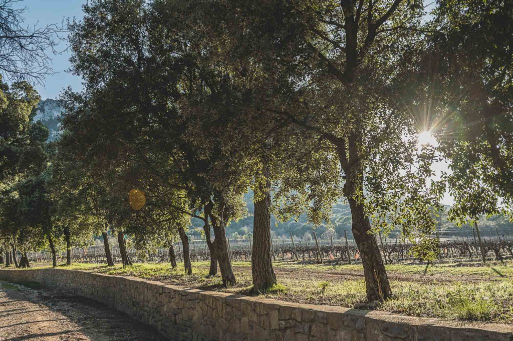 Photographe viticulture à Montpellier, les vignes du Domaine de l'Hortus ©Studio des 2 Prairies