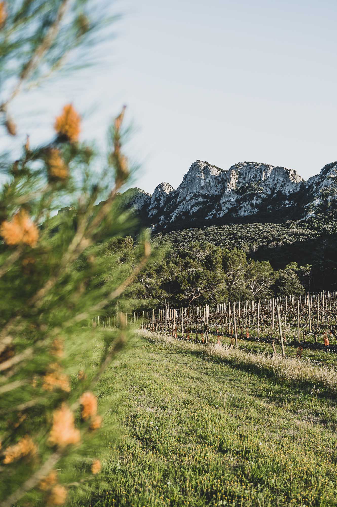 Photographe viticulture à Montpellier, les vignes du Domaine de l'Hortus ©Studio des 2 Prairies