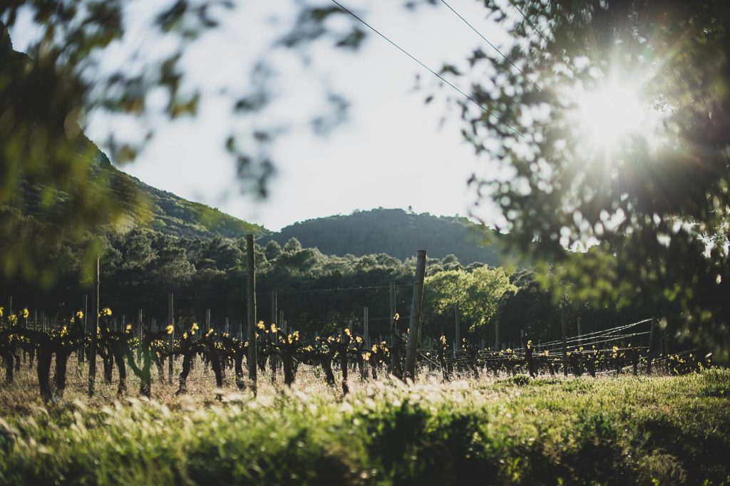 Photographie en agriculture, les paysages du Domaine Viticole de l'Hortus