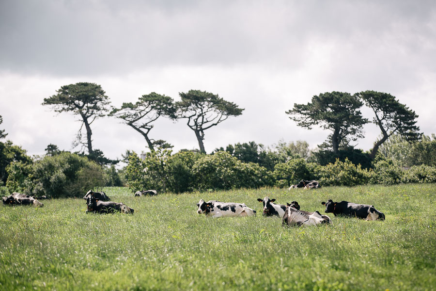 photographie de paysage de vaches dans un champ. ©Studio des 2 Prairies- photographie agricole