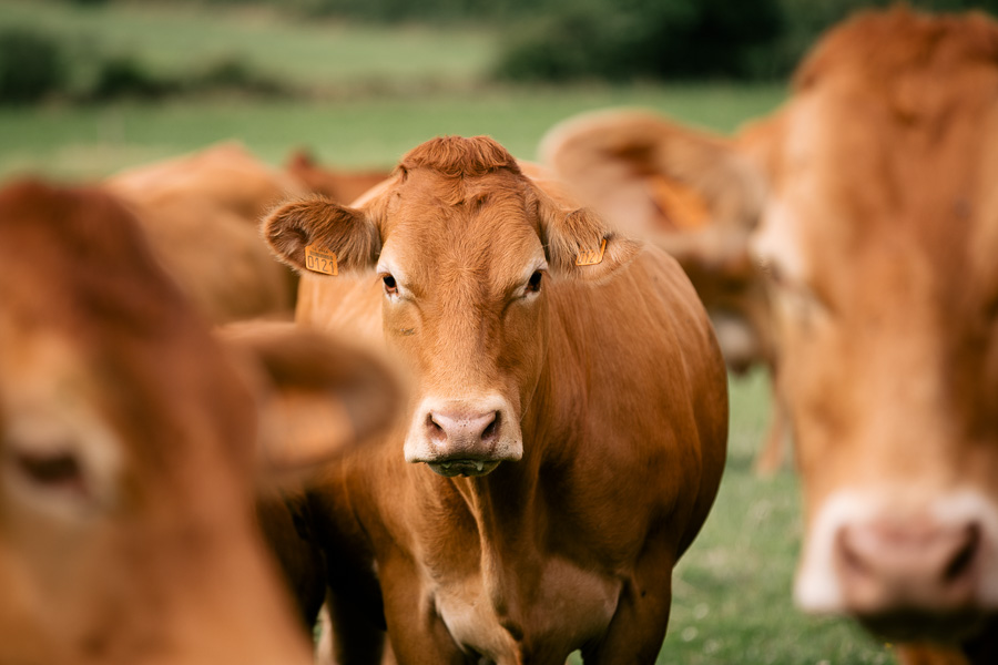 vache dans un champs pour un reportage photographique