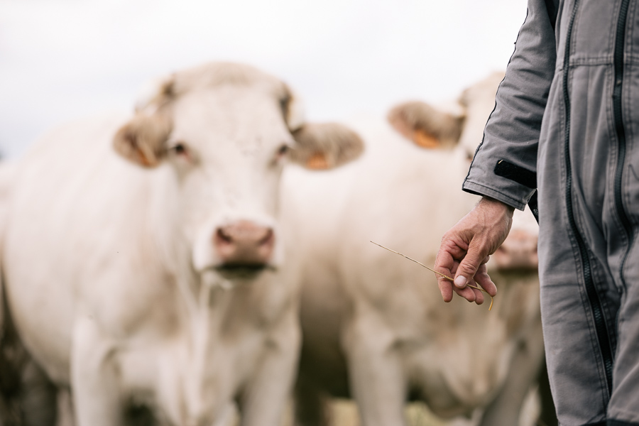 éleveur et ses vaches