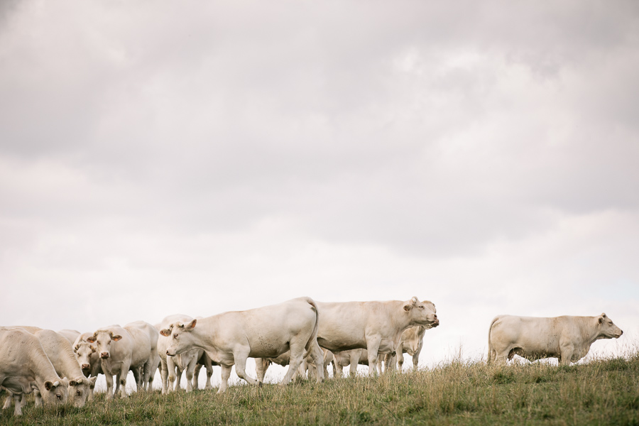 champs de bovins pour un reportage photographique