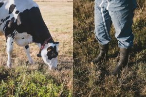 Photographes en agriculture, reportage pour Entremont dans une ferme laitière ©Studio des 2 Prairies
