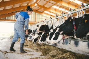 Tournage d'une pub vidéo en agriculture pour Entremont ©Studio des 2 Prairies, photographes agriculture et production de films d'entreprise